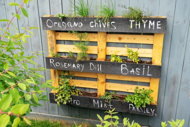 HOw to grow herbs for tea in your urban garden