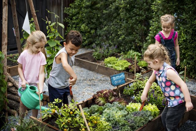 beginners guide to Vegetable Gardening